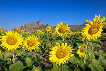 Sunflower field nature with mountain background, beautiful sunflower, landscape of sunflowers