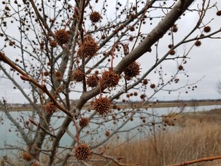 Spiked seed pods on tree in park area by lake