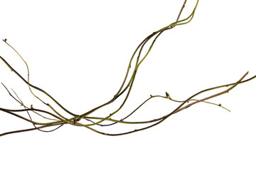wood root, Twisted jungle vines, tropical rainforest liana plant isolated on white background,...