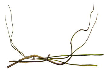 wood root, Twisted jungle vines, tropical rainforest liana plant isolated on white background, clipping path included