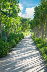 Peachful road with treelined in shadow view in Xinhui District of Jiangmen, south China’s Guangdong province.
