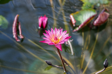 スイレン　学名：Nymphaea