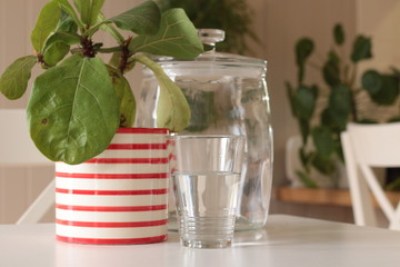 Large dark leafed resfreshing indoor plant greenery in a decorative ceramic pot, flourishing in a well lit modern home