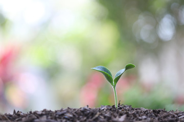 Young green plants growing with bokeh light