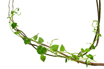 twisted heart shaped leaves isolated on white background at the roots of tropical trees, isolated on white background with clipping path. can be used as wallpaper