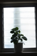 a leafy succulent plant decorating the lone window sill of a well decorated refreshing indoor space, backilit by the bathroom window