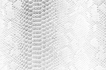Skin snake background White snake skin texture Close-up