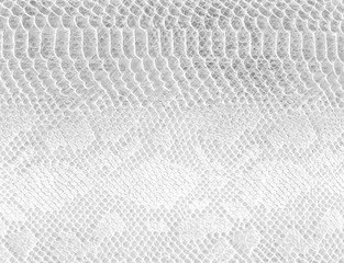 Skin snake background White snake skin texture Close-up