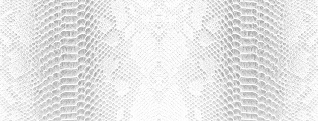Skin snake background White snake skin texture Close-up
