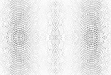 Skin snake background White snake skin texture Close-up