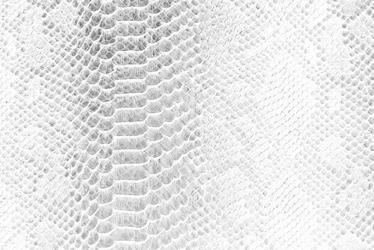 Skin snake background White snake skin texture Close-up