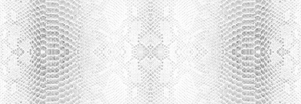 Skin snake background White snake skin texture Close-up