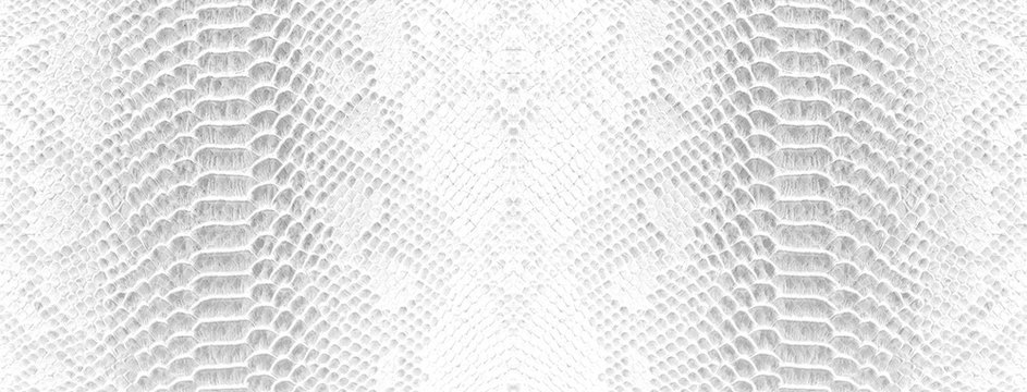 Skin snake background White snake skin texture Close-up