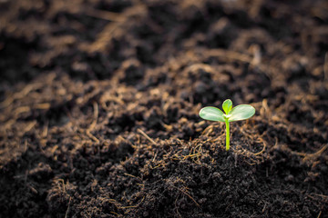 Seedling