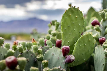 Printed kitchen splashbacks Cactus cactus in desert