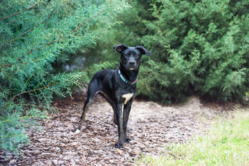 Adorable mixed black dog outside at a park posing in plants 