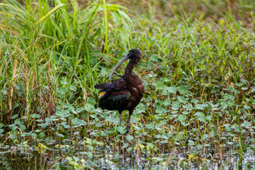 Glossy ibis