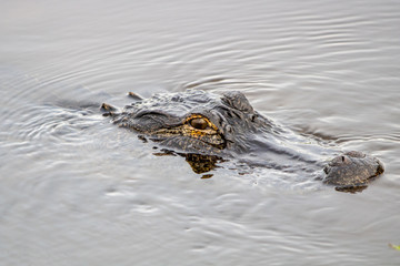 American alligator