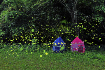 Firefly at the night in the Zhuolan Miaoli