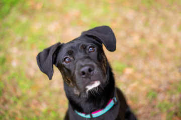 Fototapeta premium Adorable mixed black dog outside at a park posing for a close up
