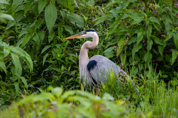 Great blue heron