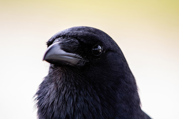 Crow