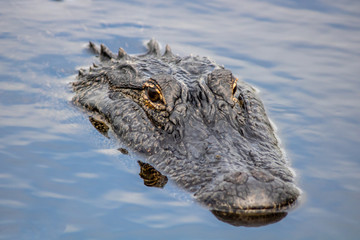 American alligator