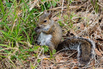 Gray squirrel