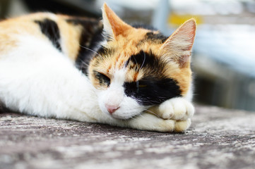 のんびり休んでる三毛猫