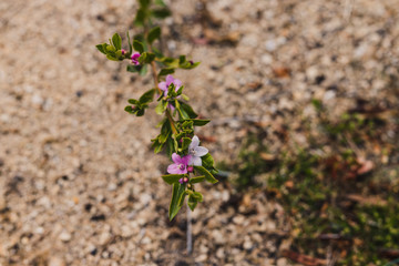 close-up of crowea plant with pink flowers