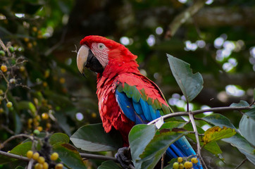 Fototapeta na wymiar macaw