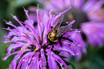Bee on a purple flower