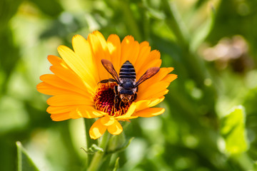 Bee on a daisy