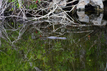 View of a wild alligator in a swamp in the Everglades, Florida, United States