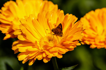 Moth on a daisy