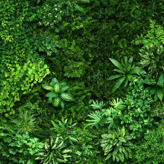 Vegetative background from leaves and plants. Lush, natural foliage. Green vegetation backdrop. Top view of a bed of green plants. High quality image for professionnal compositing.