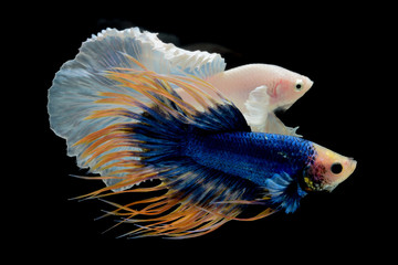 Fototapeta premium blue yellow crowntail betta and white on black screen