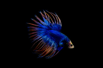 blue and yellow crowntail betta on black screen