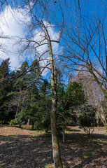 立春の候　樹木公園の風景