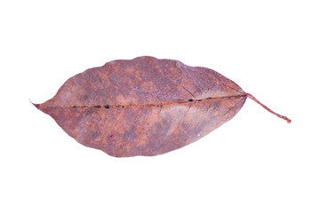 Dry leaf in isolated with clipping path,Brown color leaves in autumn