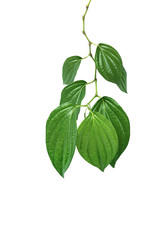 Fototapeta premium Tropical green leaves
