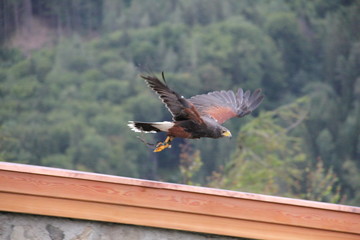 bird of prey