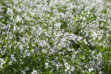 多摩川河川敷　白い菜の花