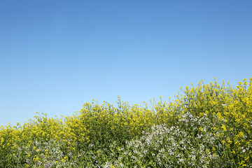 青空と菜の花畑