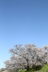 Naklejka premium 東京 多摩川土手の桜