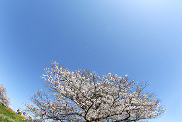 東京　多摩川土手の桜