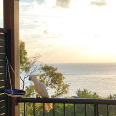 Cockatoo with sunset