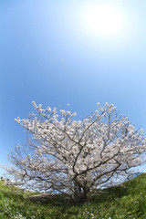 東京　多摩川土手の桜