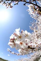 東京　多摩川土手の桜