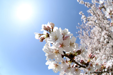 東京　多摩川土手の桜